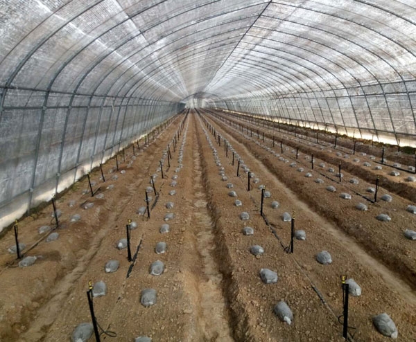 智能施肥機(jī)溫室大棚吊懸/地插工程