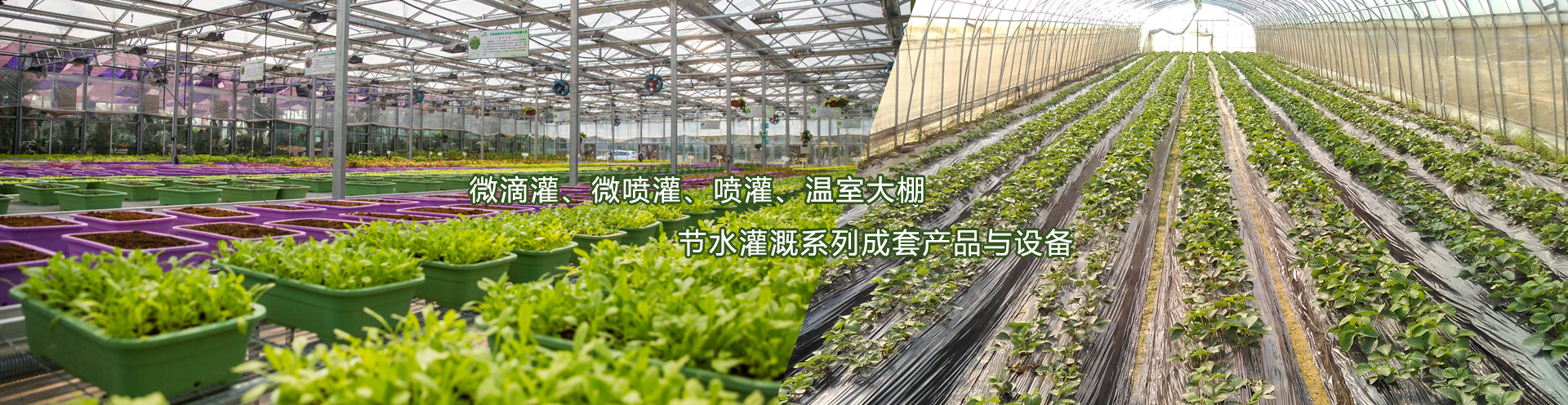 果樹(shù)滴灌管,微噴帶,大田噴灌帶,大棚微噴頭,滴灌帶,灌溉PE管,地插微噴,果樹(shù)滴灌,果園微噴,微噴頭,綠化噴頭,滴灌施肥器,滴灌過(guò)濾器,自動(dòng)施肥機(jī),自動(dòng)過(guò)濾器,滴箭設(shè)備,果樹(shù)小管出流,pe水帶,高壓水帶,涂塑水帶,大田噴灌